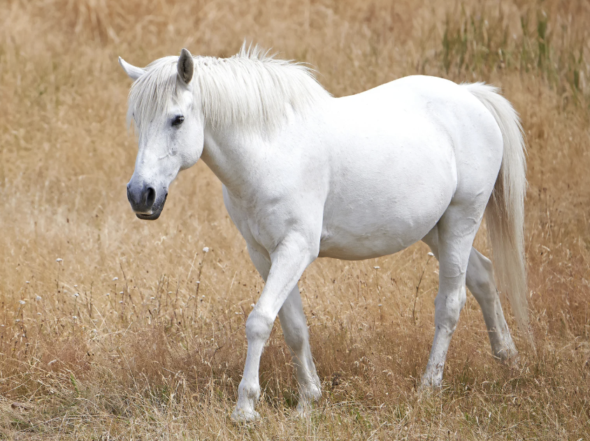 Dorsalgie cheval